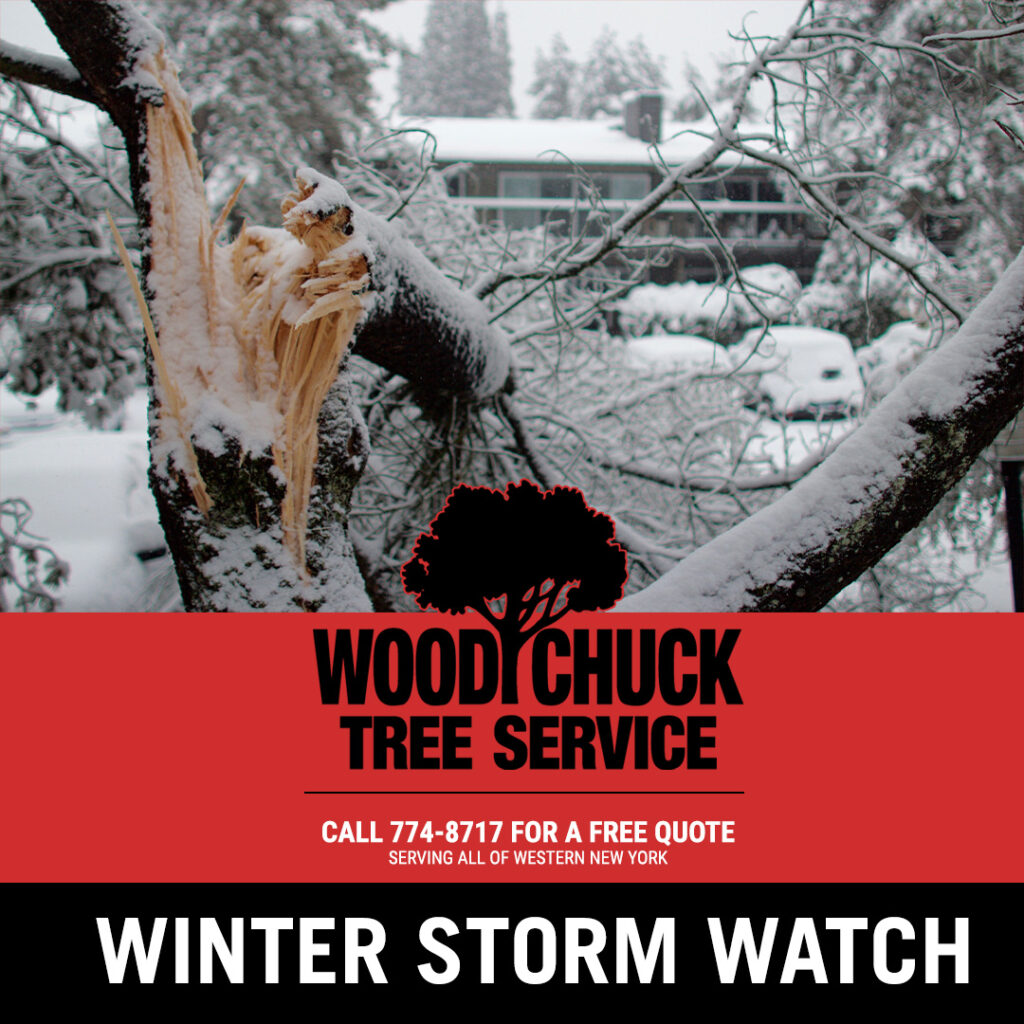WoodChuck Tree Service, tree removal service, tree removal, tree pruning, tree trimming, snow covered branches