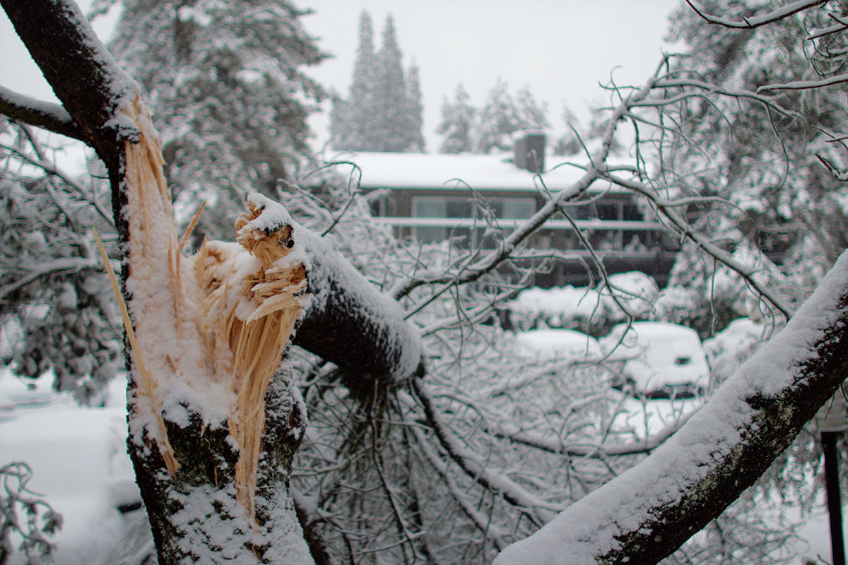 WoodChuck Tree Service, tree removal service, tree removal, tree pruning, tree trimming, snow covered branches