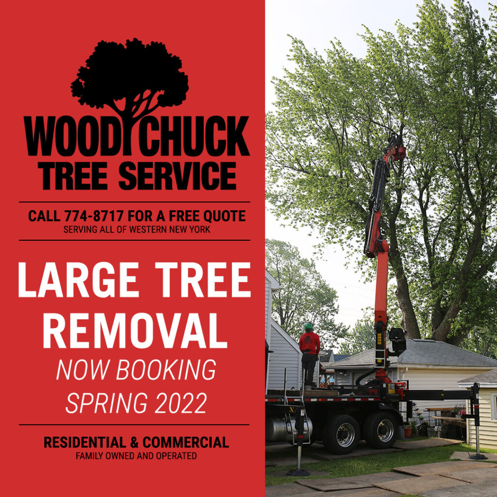 Read more about the article Large Tree Removal