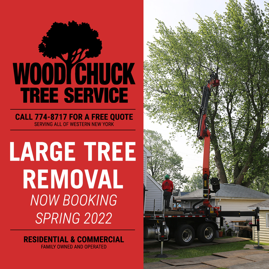 Large Tree Removal WoodChuck Tree Service