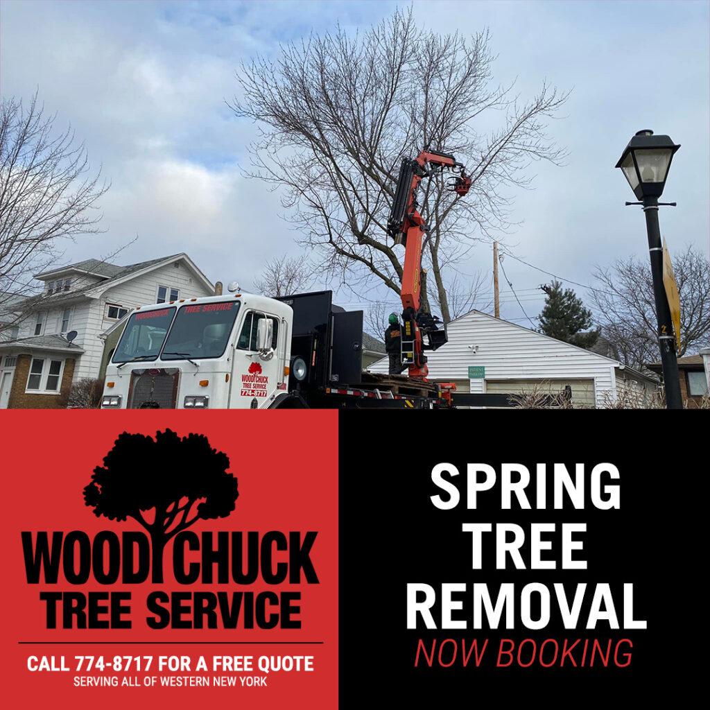 WoodChuck Tree Service, tree removal service, tree removal, tree pruning, tree trimming,