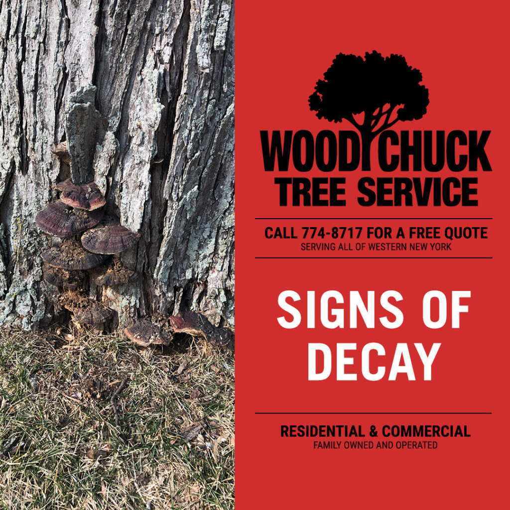 WoodChuck Tree Service, tree removal service, tree removal, tree pruning, tree trimming, signs of decay