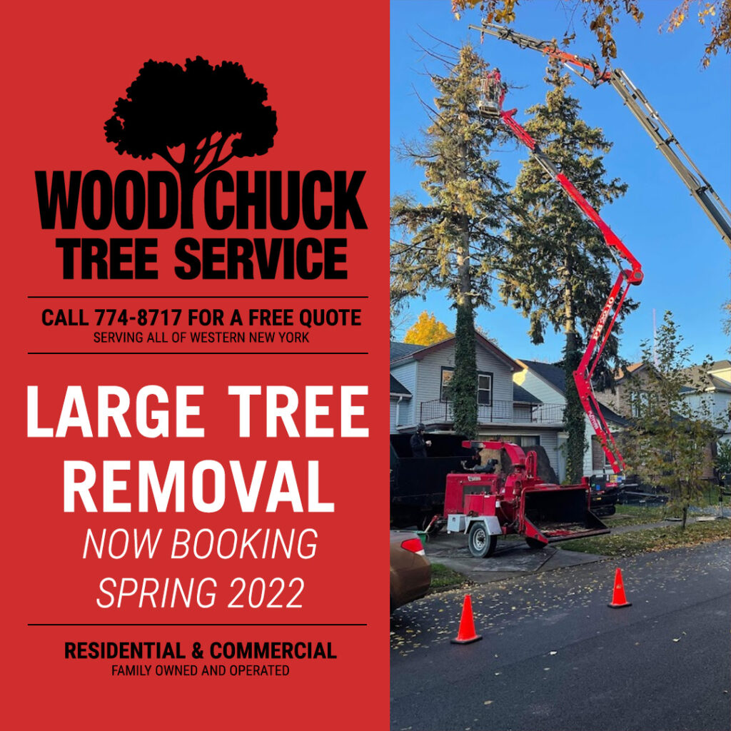 Read more about the article Large Tree Removal WNY