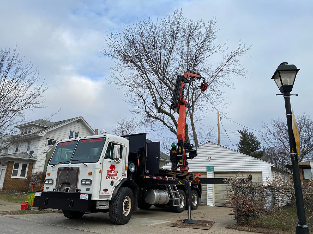 WoodChuck Tree Service, tree removal service, tree removal, tree pruning, tree trimming