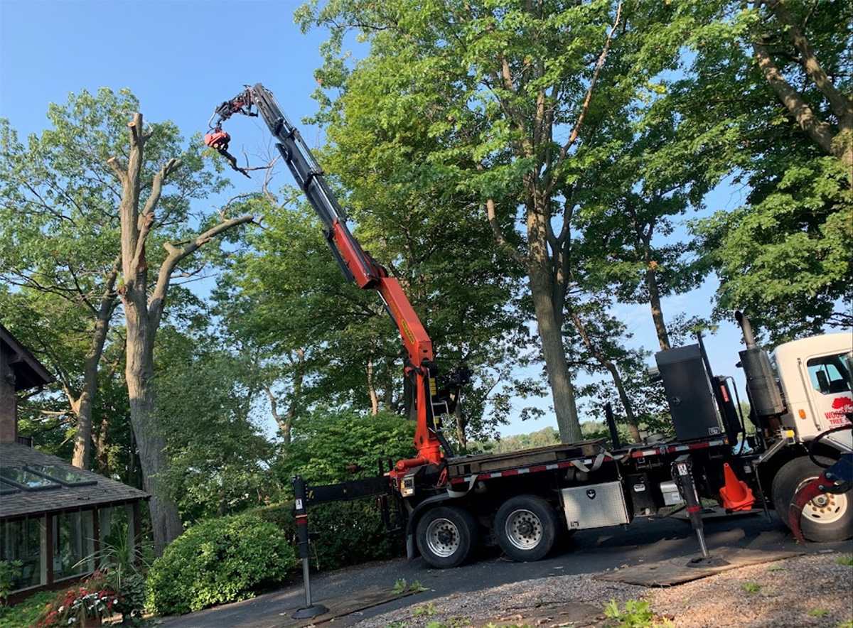 WoodChuck Tree Service, tree removal service, tree removal, tree pruning, tree trimming, tree too close