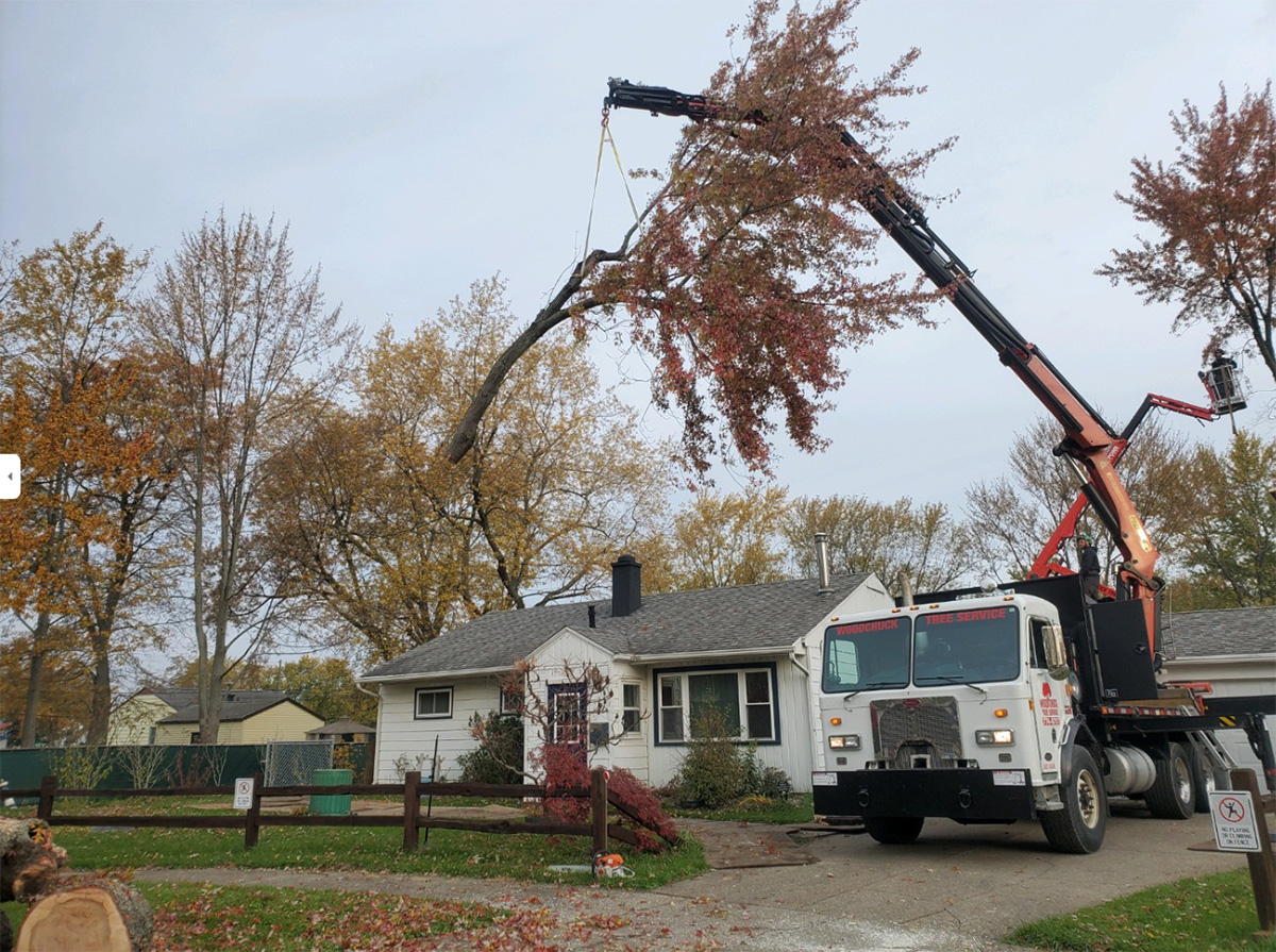 Why Choose WoodChuck Tree Services WoodChuck Tree Service