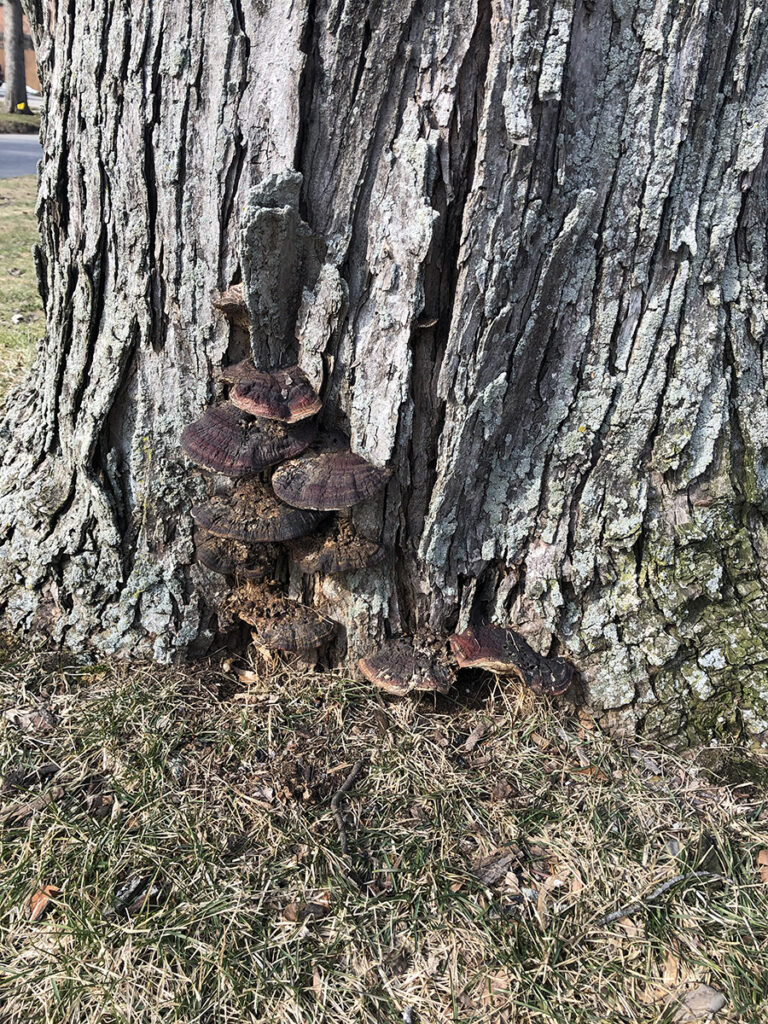 WoodChuck Tree Service, tree removal service, tree removal, tree pruning, tree trimming, signs of decay