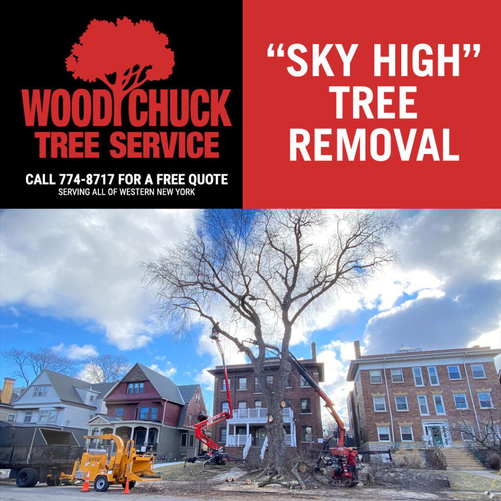 WoodChuck Tree Service performing "sky high" tree removal service on a large tree in front of a housing structure.