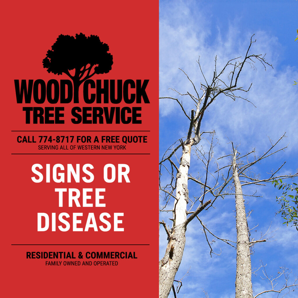 Two trees showing signs of tree disease and in need of tree removal service.