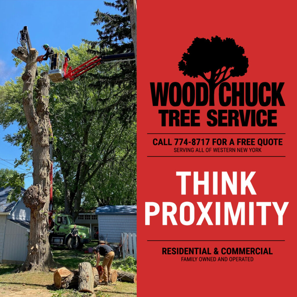 WoodChuck Tree Service removing a large tree in close proximity to a garage.