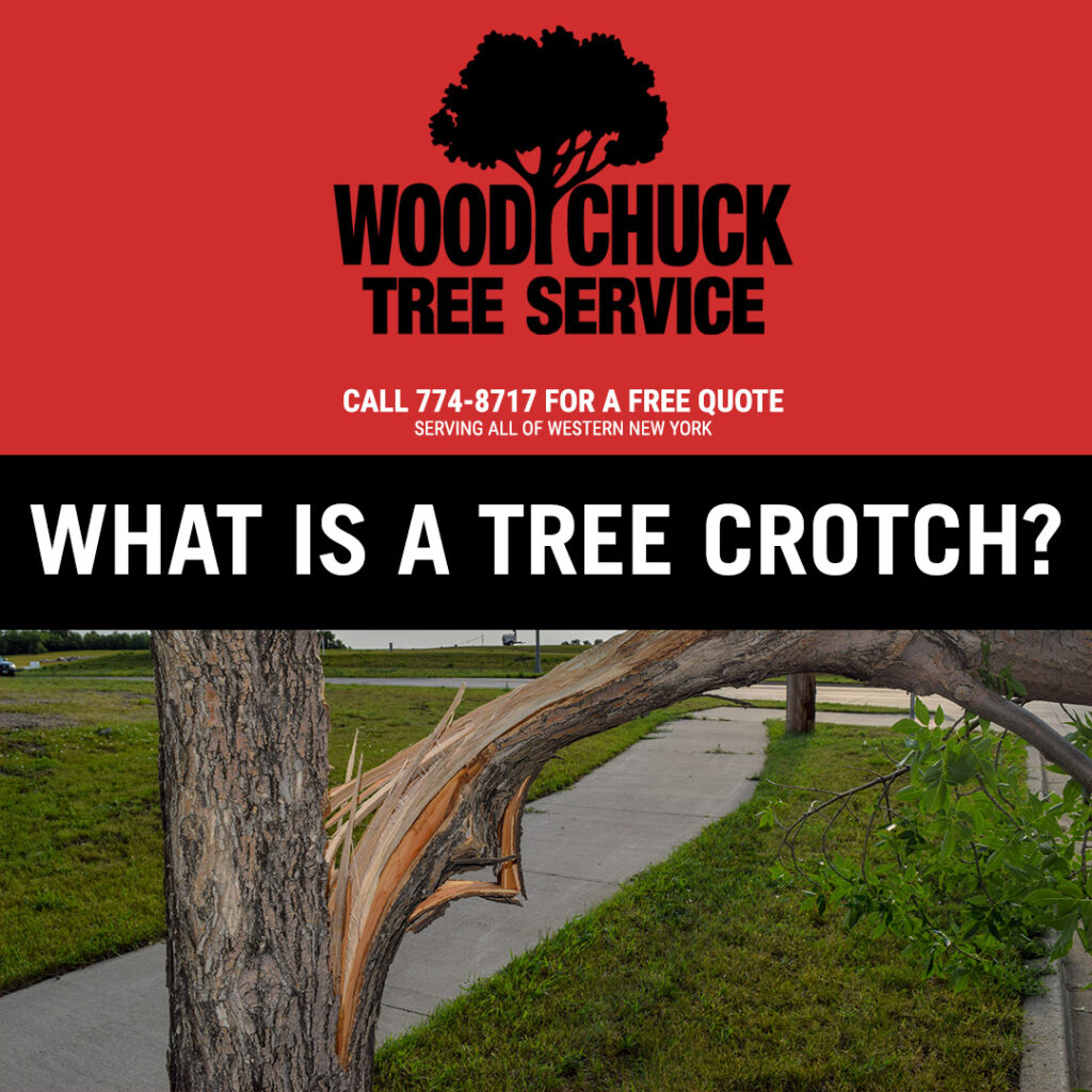 A split tree branch in need of tree removal service.