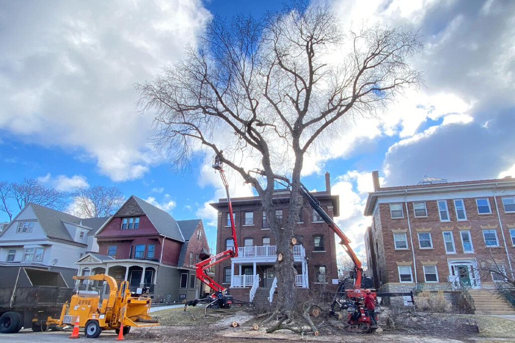 WoodChuck Tree Service performing "sky high" tree removal service on a large tree in front of a housing structure.