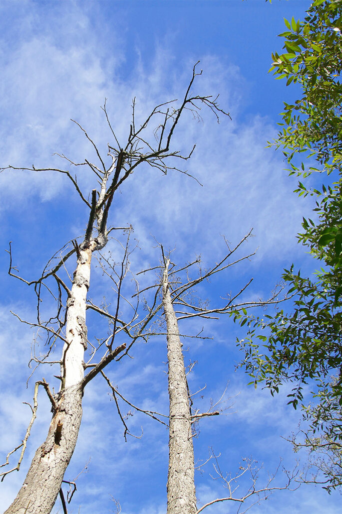 Healthy leaves beside trees showing signs of tree disease.