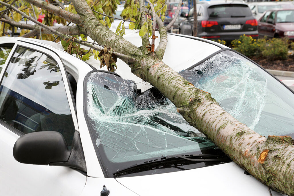 A broken tree branch on a crushed car windshield. Think prevention when it comes to tree removal.
