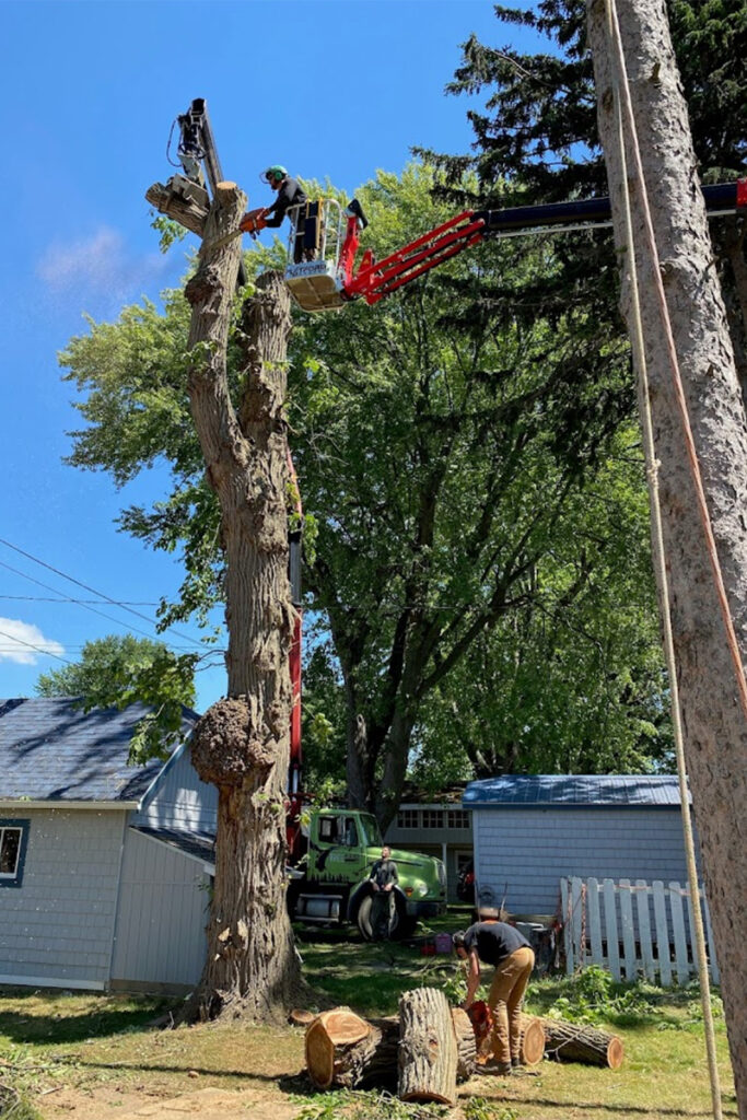 WoodChuck Tree Service removing a large tree in close proximity to a garage.