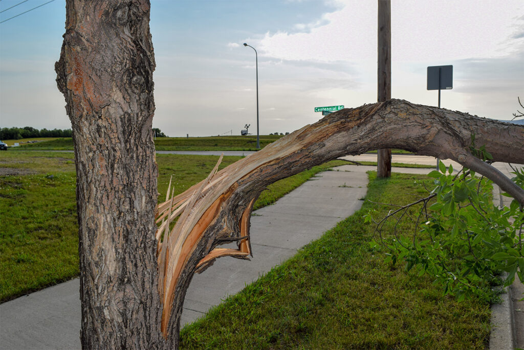 A split tree branch in need of tree removal service.