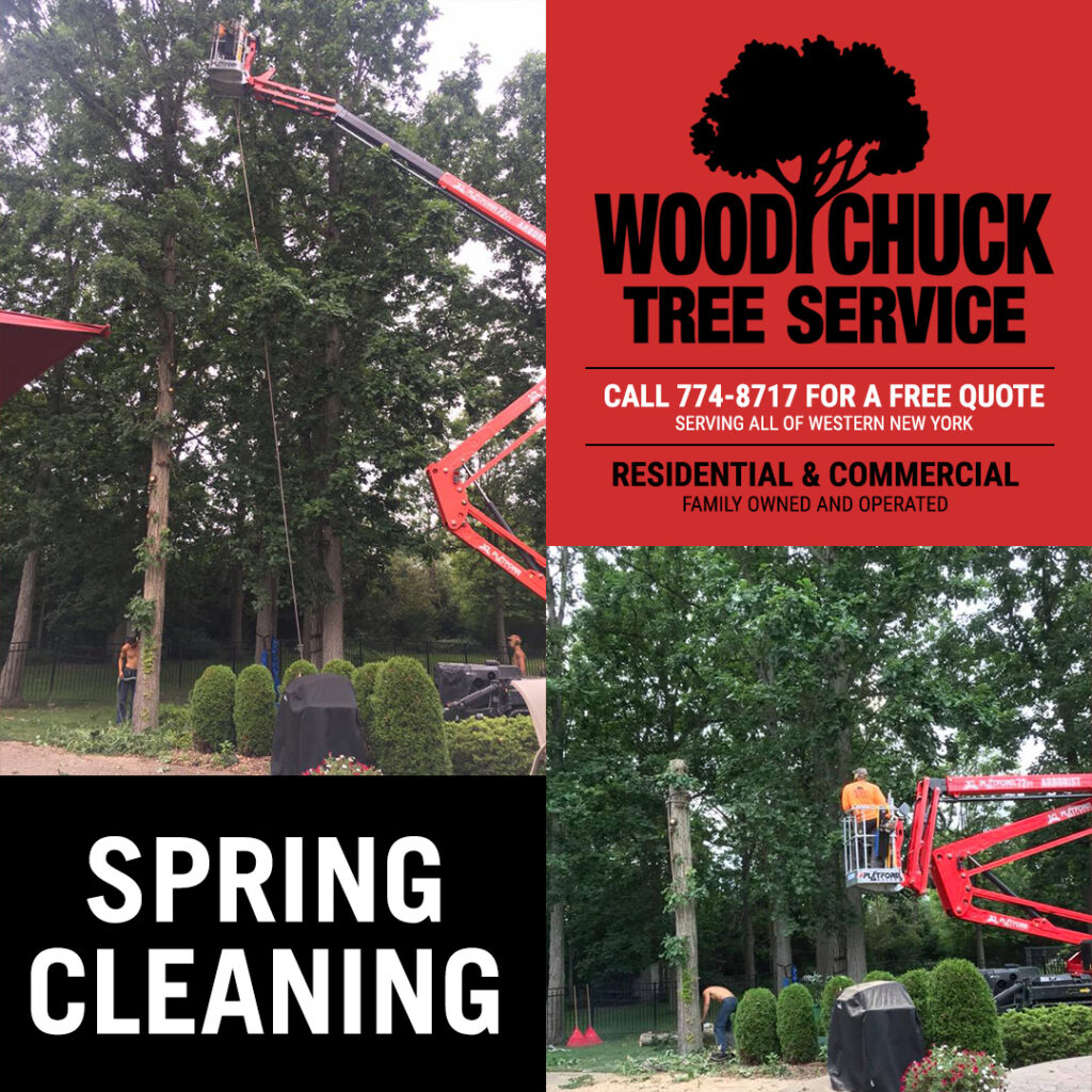 WoodChuck Tree Service removing a tree in Lancaster, NY.
