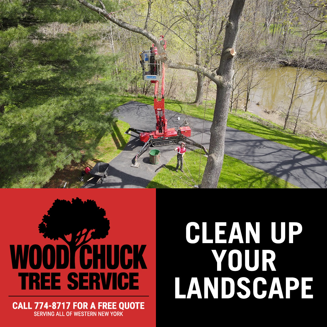Clean Up Your Landscape WoodChuck Tree Service