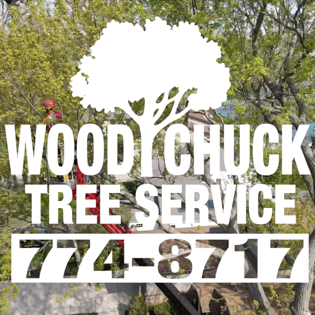 Read more about the article Commercial & Residential Tree Removal