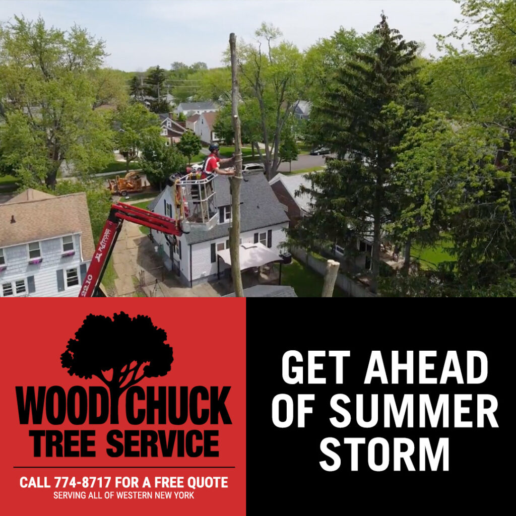 Get ahead of summer storms with tree removal from WoodChuck Tree Service.