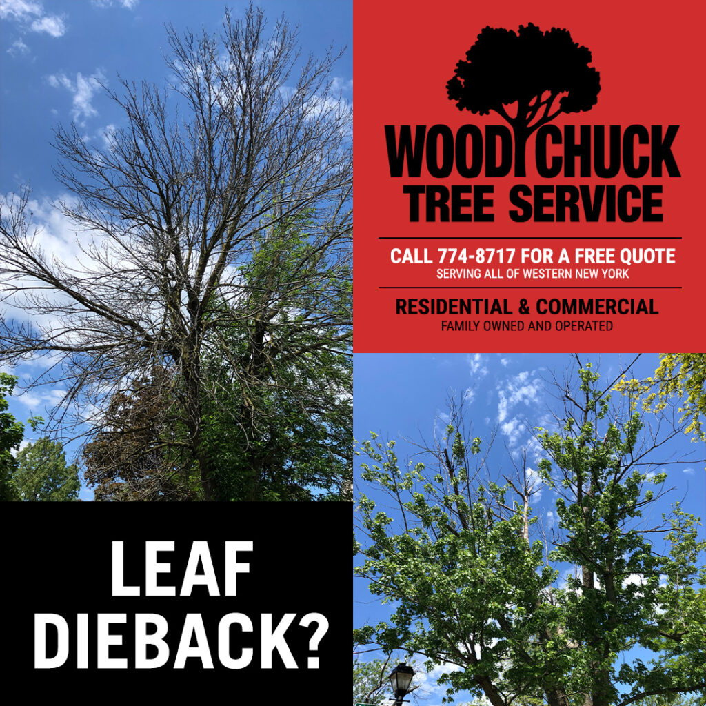Tree showing missing leaves and other signs of leaf dieback which could require tree removal.