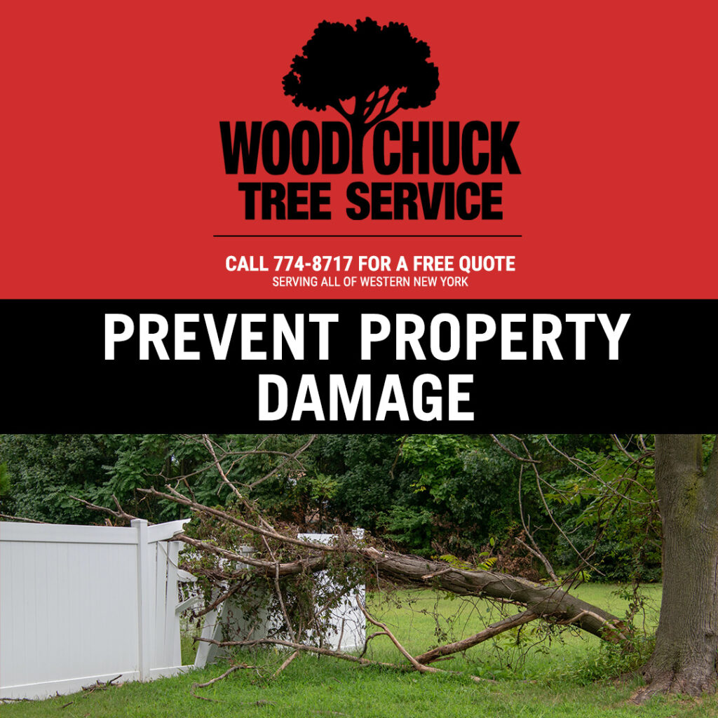 Prevent Property Damage with Tree Service