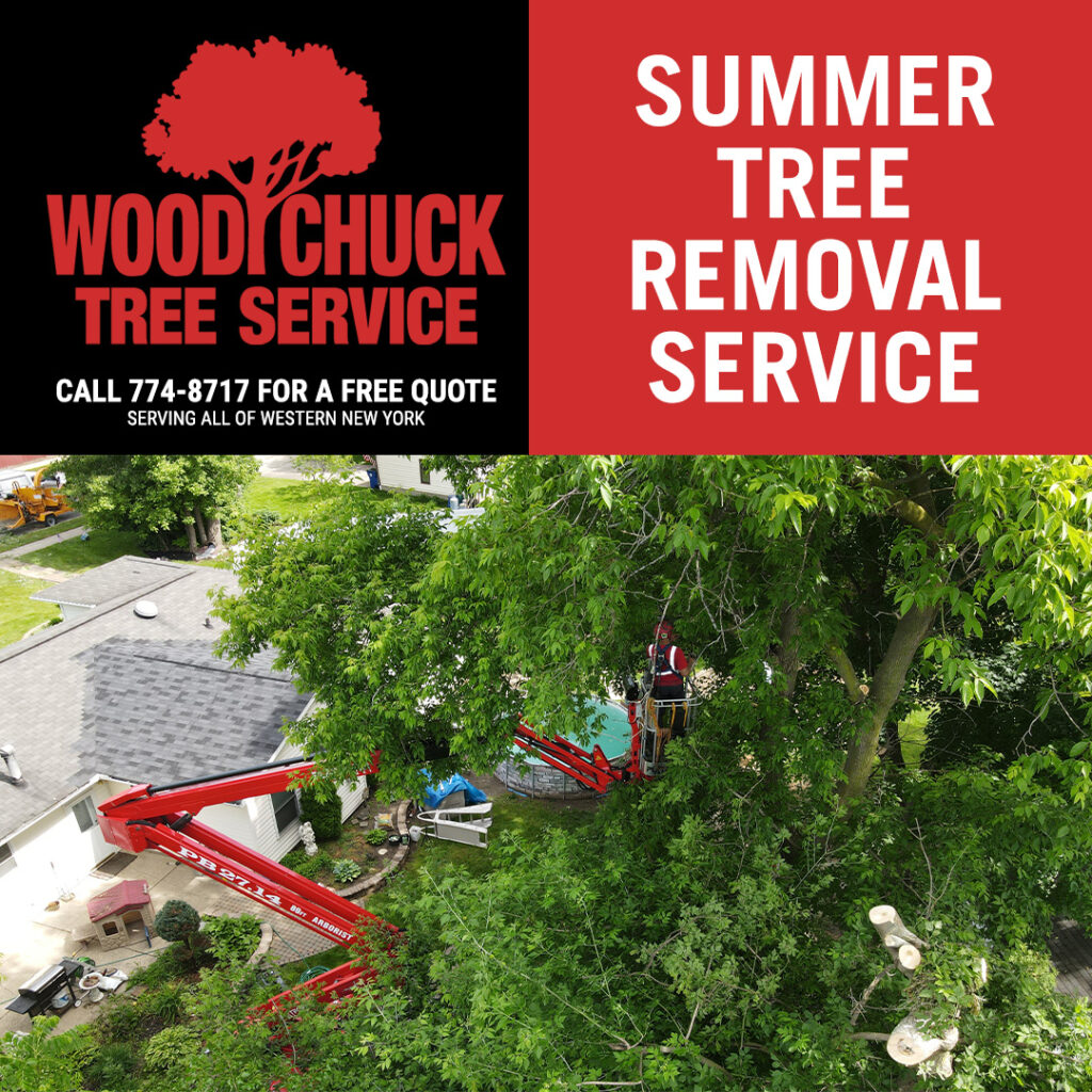 Summer Tree Removal Service