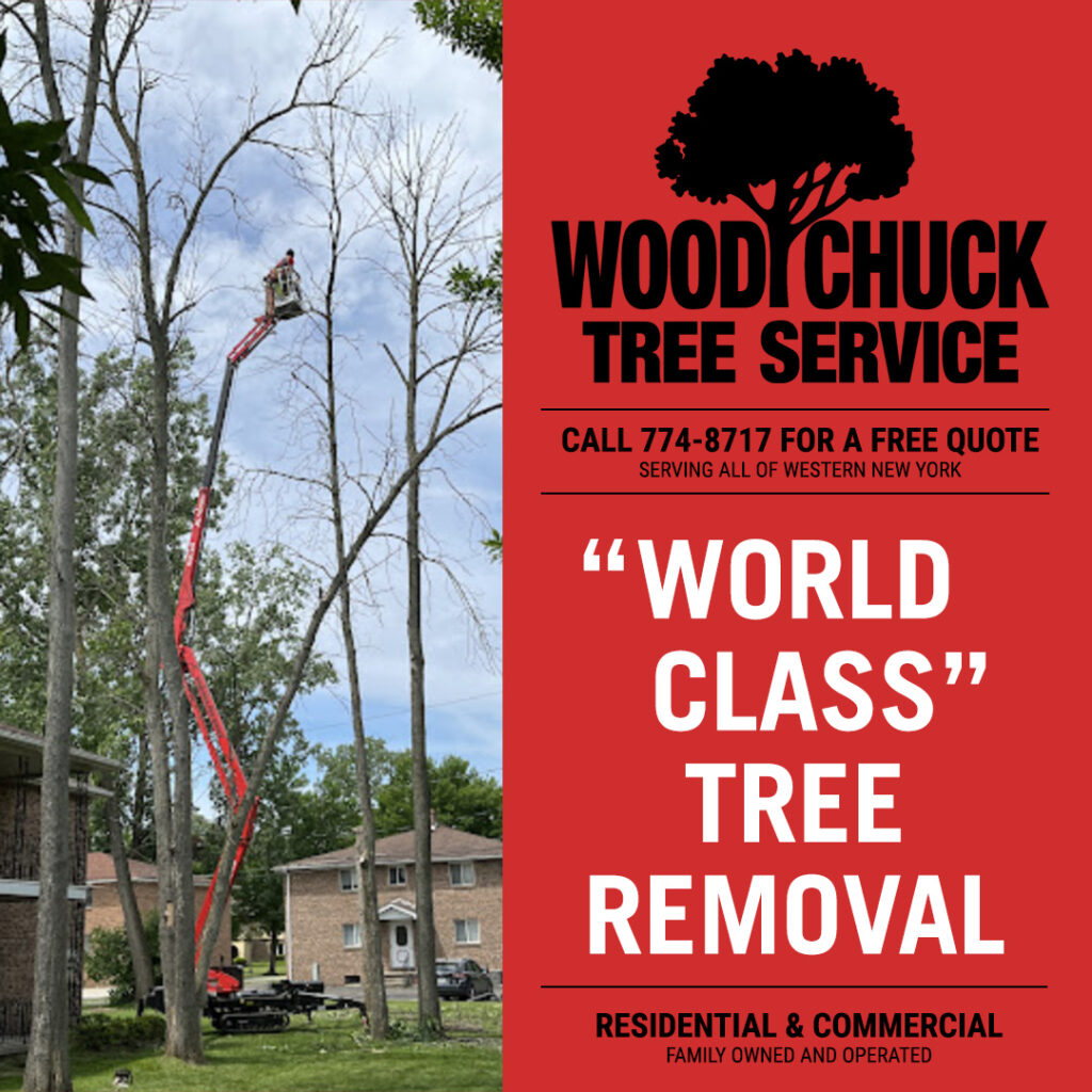 WoodChuck Tree Service removing a large tree.