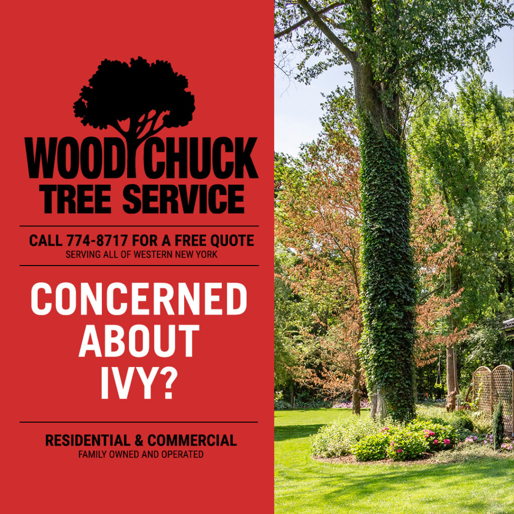 Read more about the article Concerned About Ivy?
