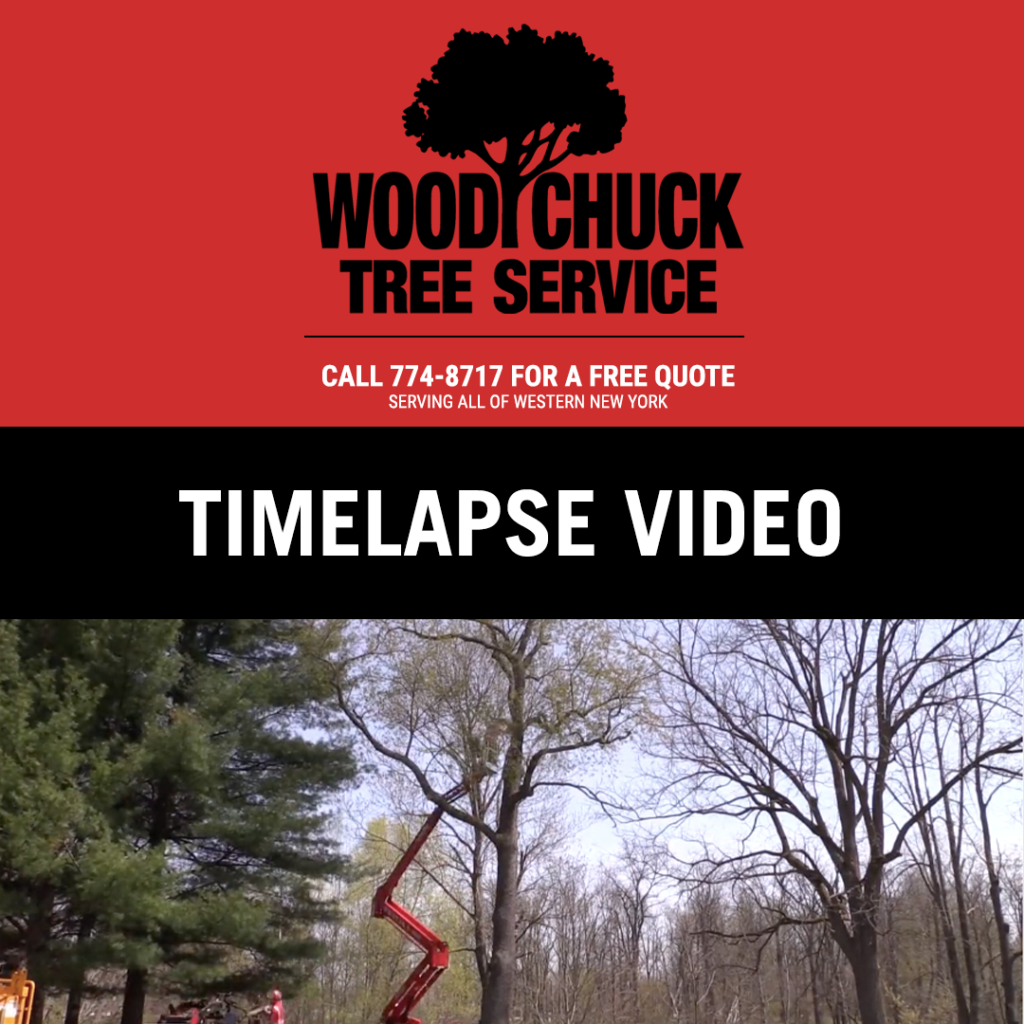 Screenshot of a timelapse video of WoodChuck Tree Service tree removal.