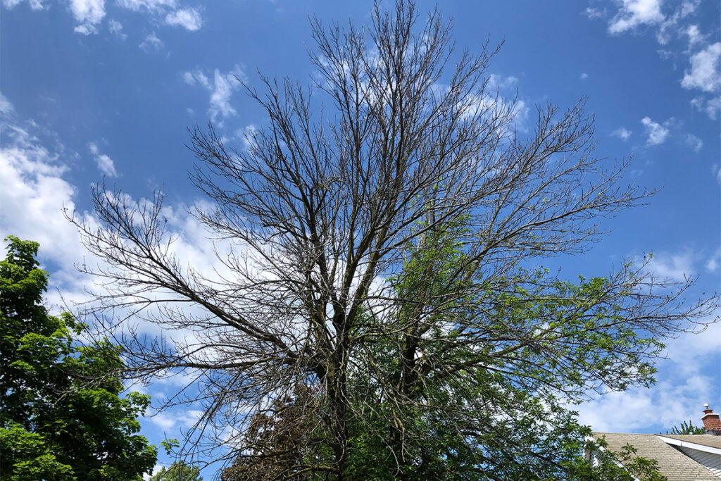 Tree without leaves showing signs of leaf dieback which could require tree removal.