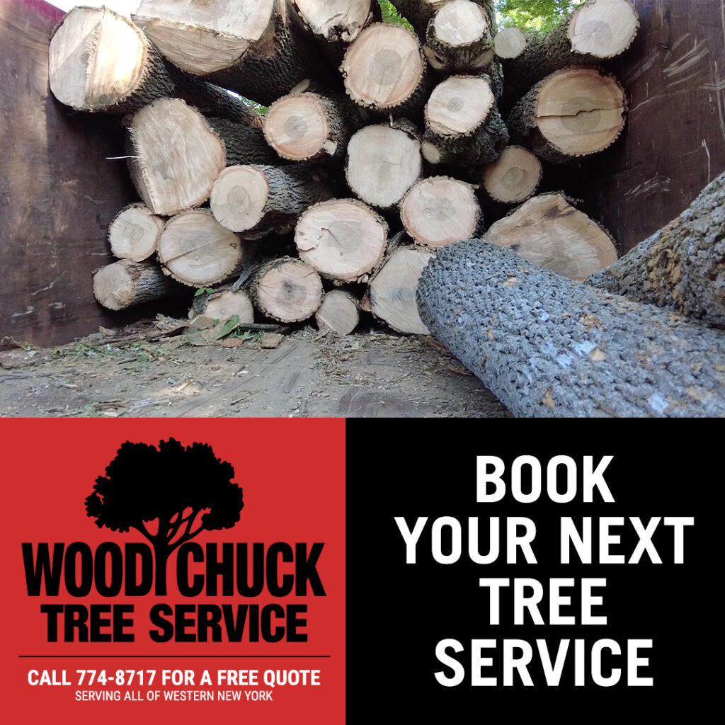 Book exceptional tree removal service with WoodChuck Tree Service.