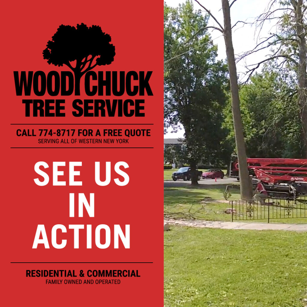 See WoodChuck Tree Service in action.