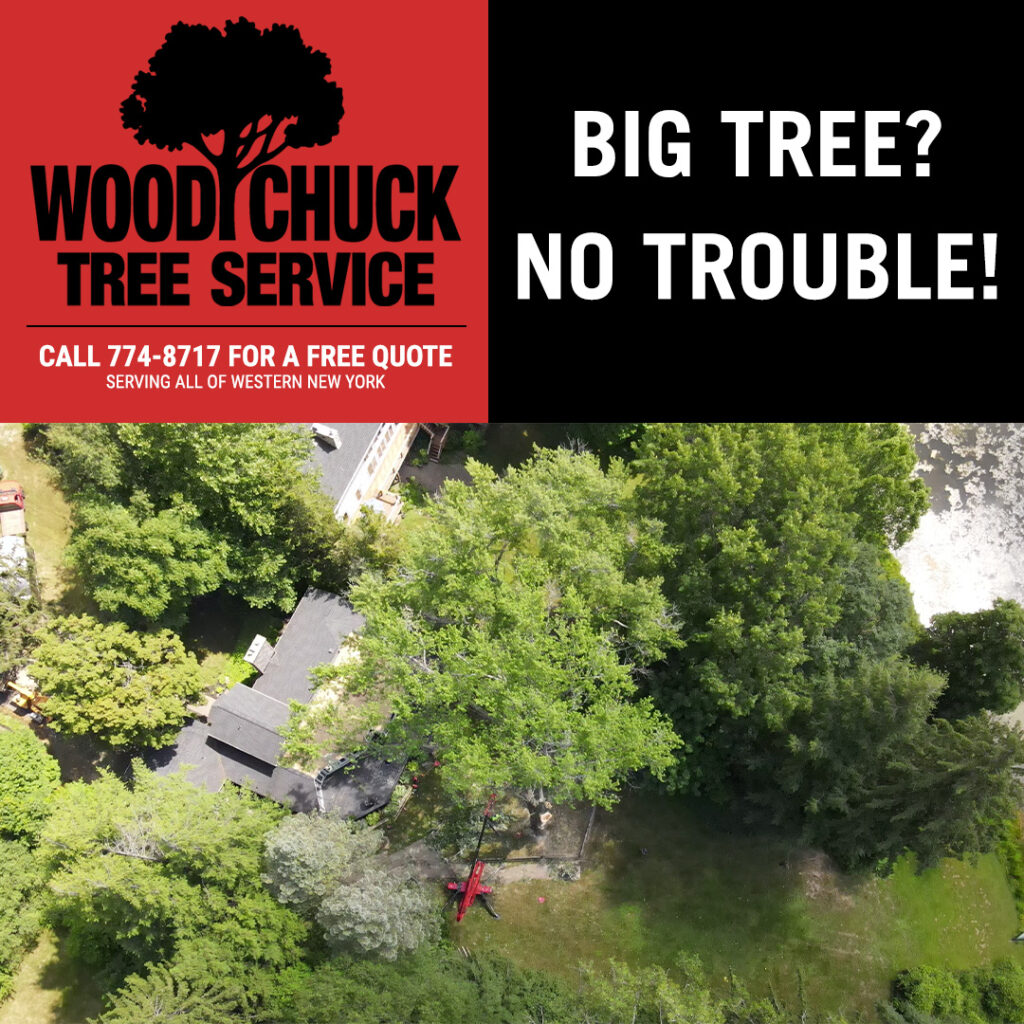 Big tree? No trouble! No tree is too big for WoodChuck Tree Service.