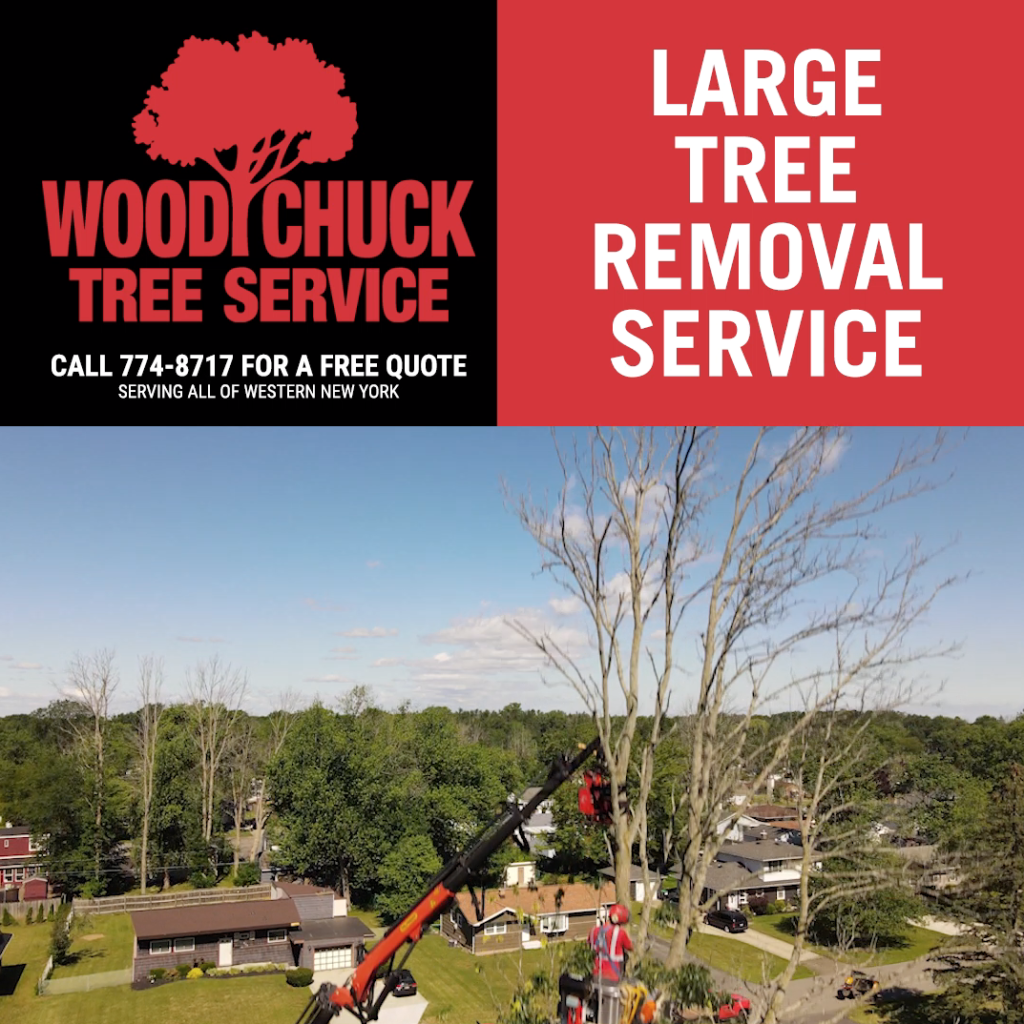 Call WoodChuck for trusted tree service and tree removal.