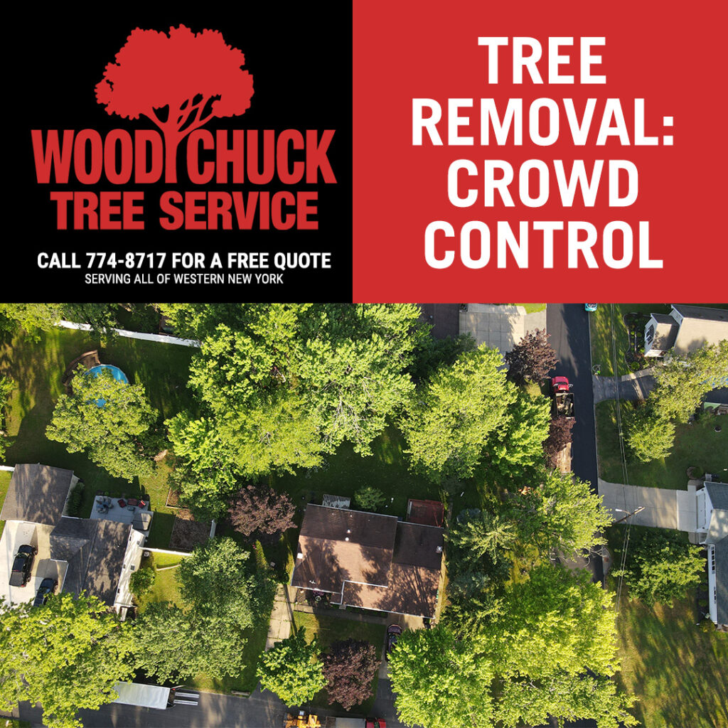 When trees are growing too close together, call WoodChuck Tree Service for crowd control. Aerial shot of tree canopies.