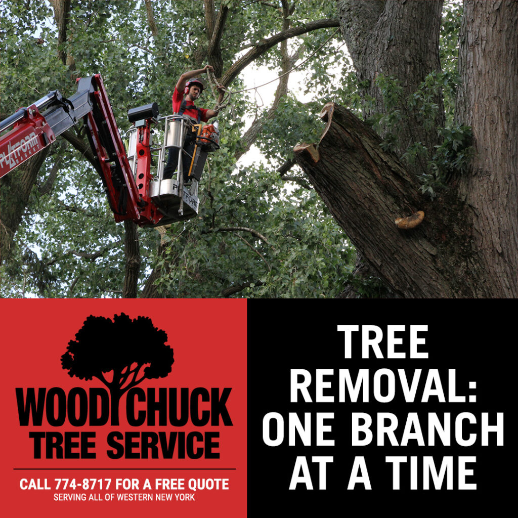 WoodChuck Tree Service removing a large tree branch.