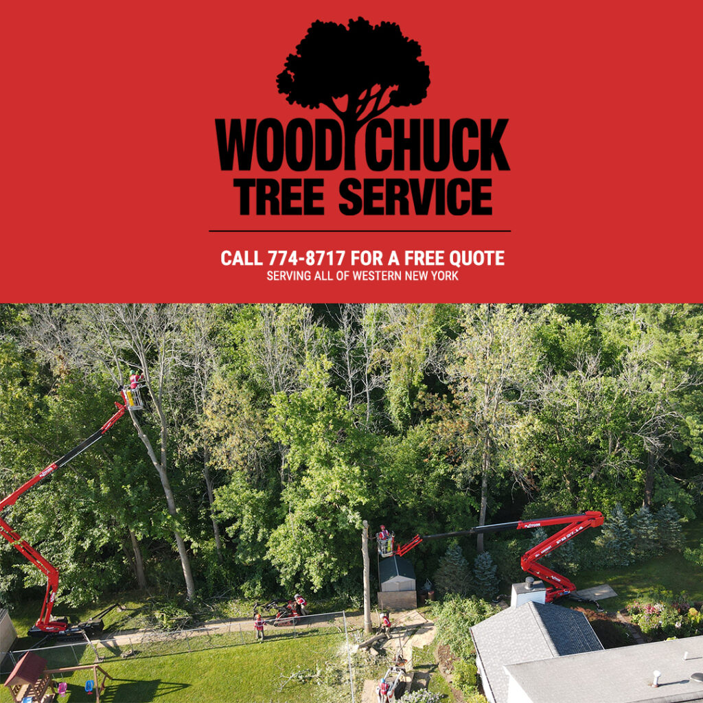 WoodChuck Tree Service offers trusted tree removal to restore your landscape.