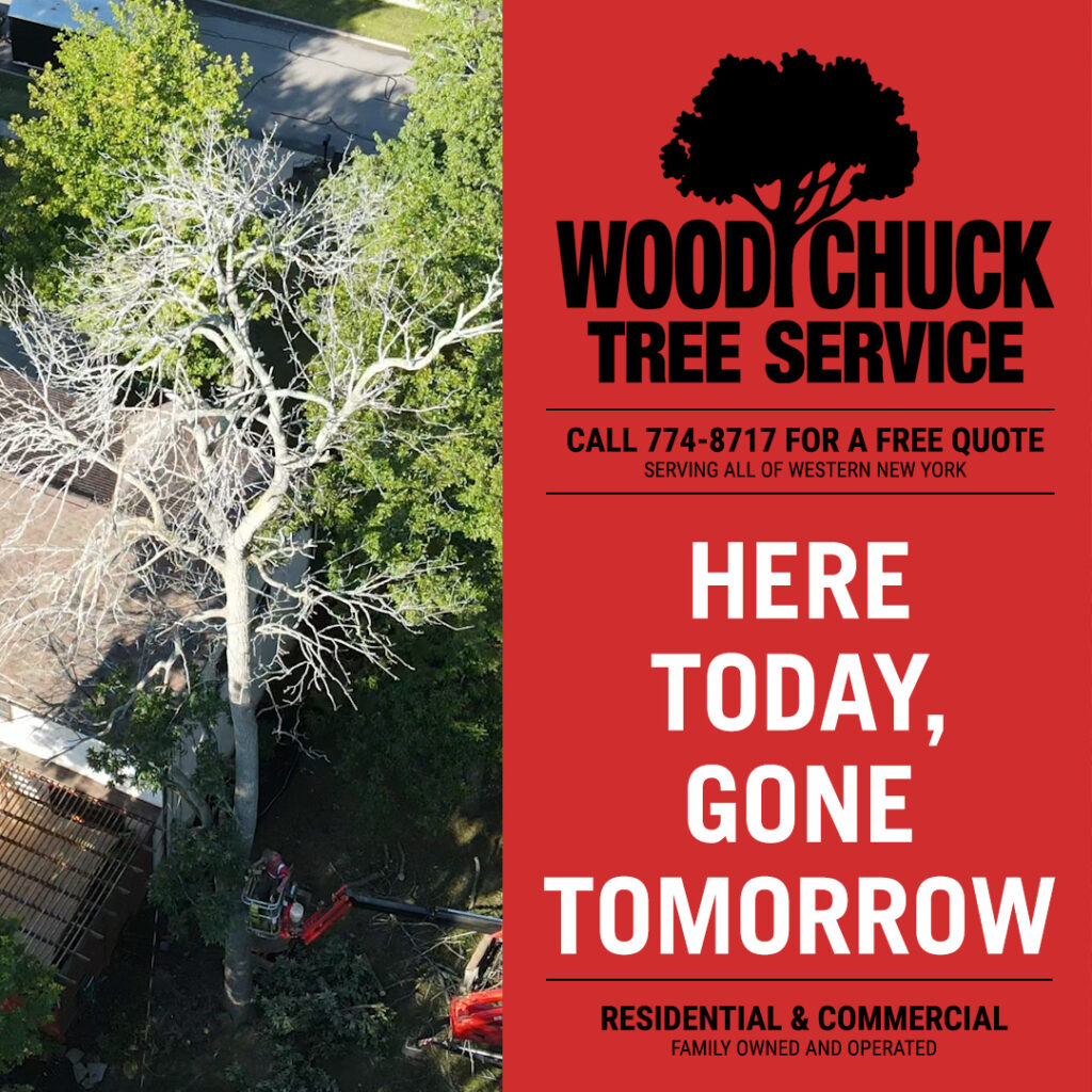 WoodChuck Tree Service removing dead trees.