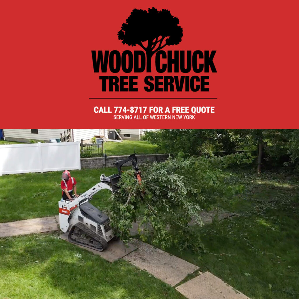 WoodChuck tries to provide top notch tree removal and exceptional clean up.