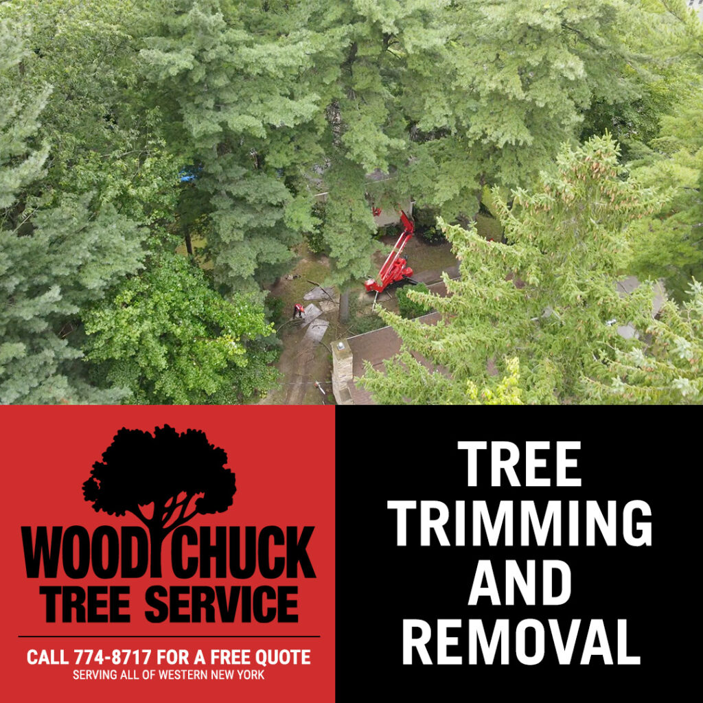 WoodChuck Tree Service in the middle of tree trimming.