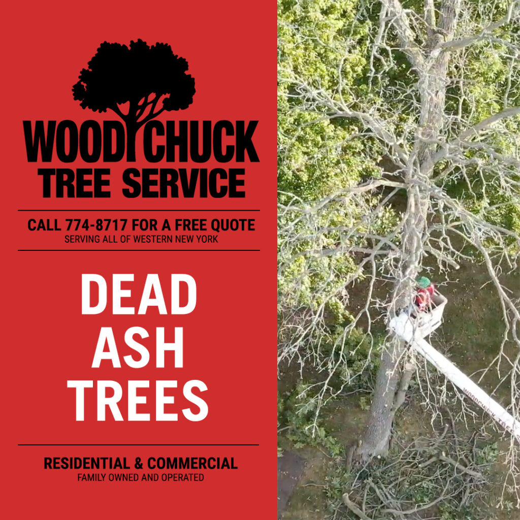 WoodChuck Tree Service removing dead ash trees.