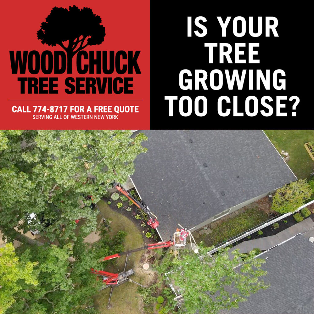 WoodChuck Tree Service removing a tree growing too close to a house.