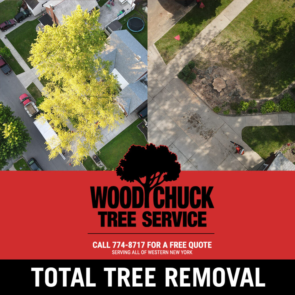 WoodChuck Tree Service performing total tree removal.
