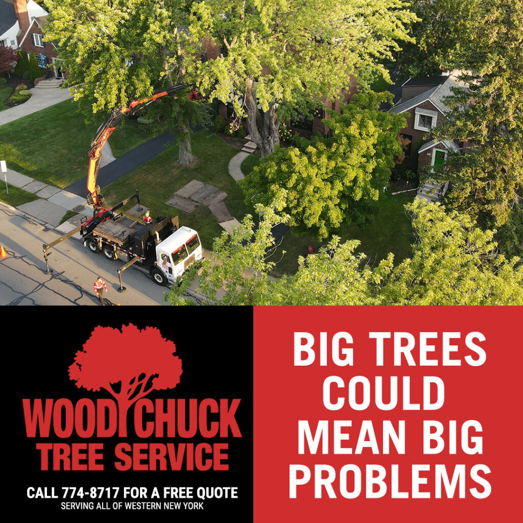 Big Trees Could Mean Big Problems
