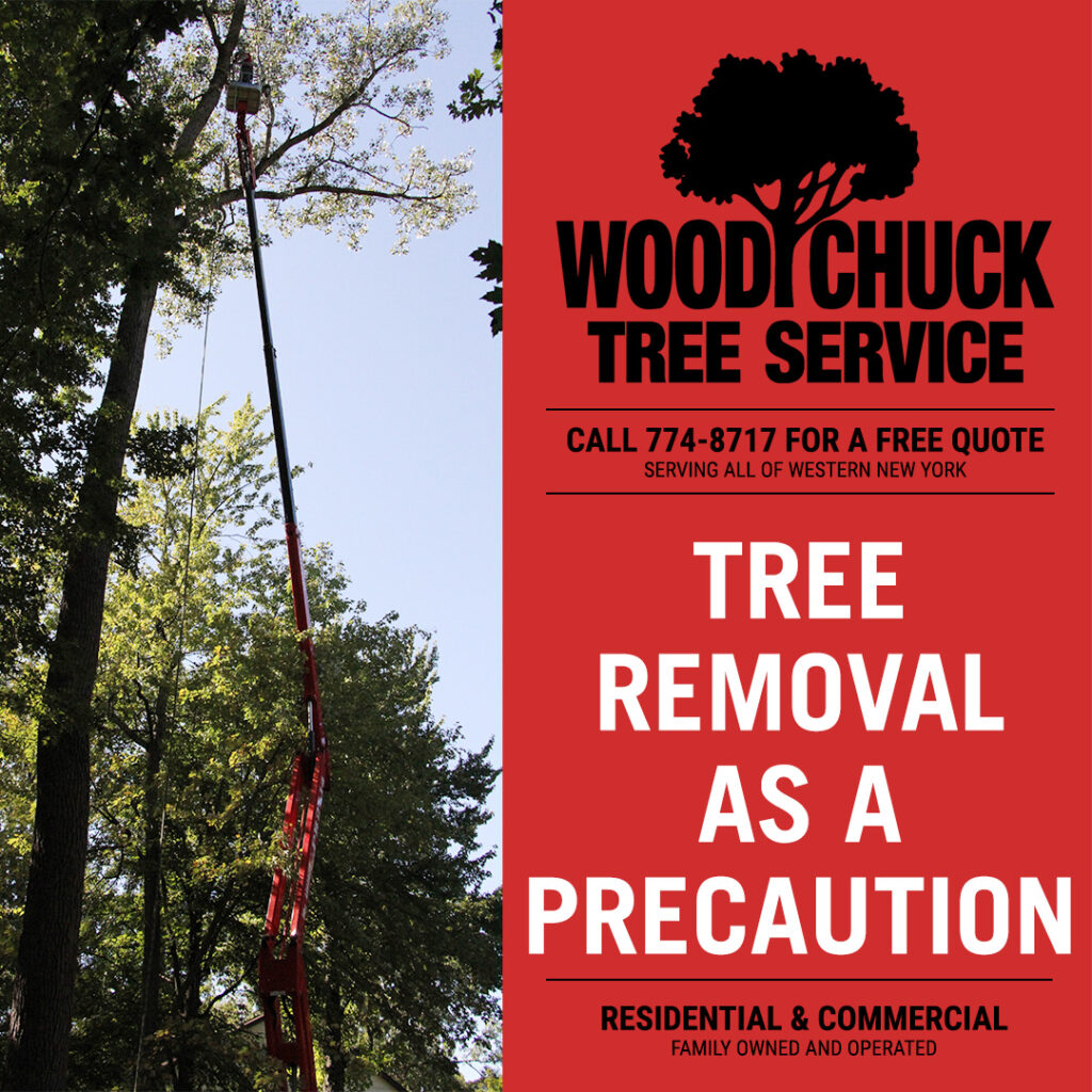 Precautionary tree removal ahead of winter.