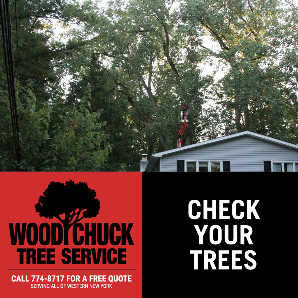 WoodChuck Tree Service removing a tree. Check your trees for signs of decay and distress.