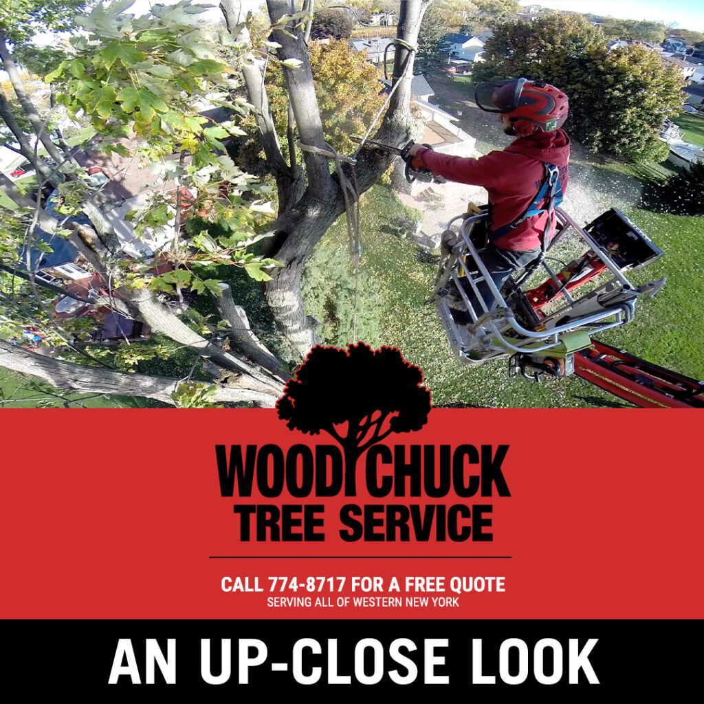 An up-close look at tree removal.