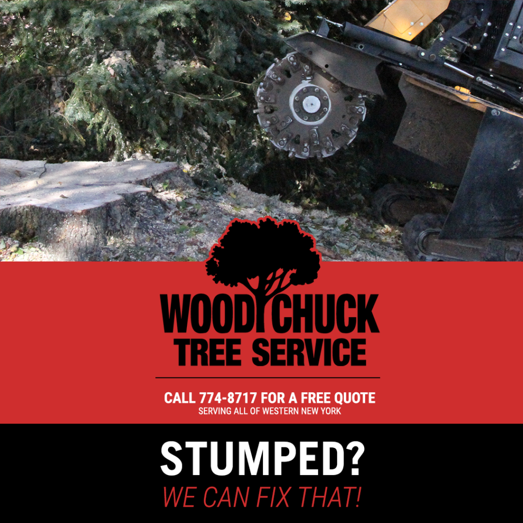 Stump grinding service by WoodChuck Tree Service.