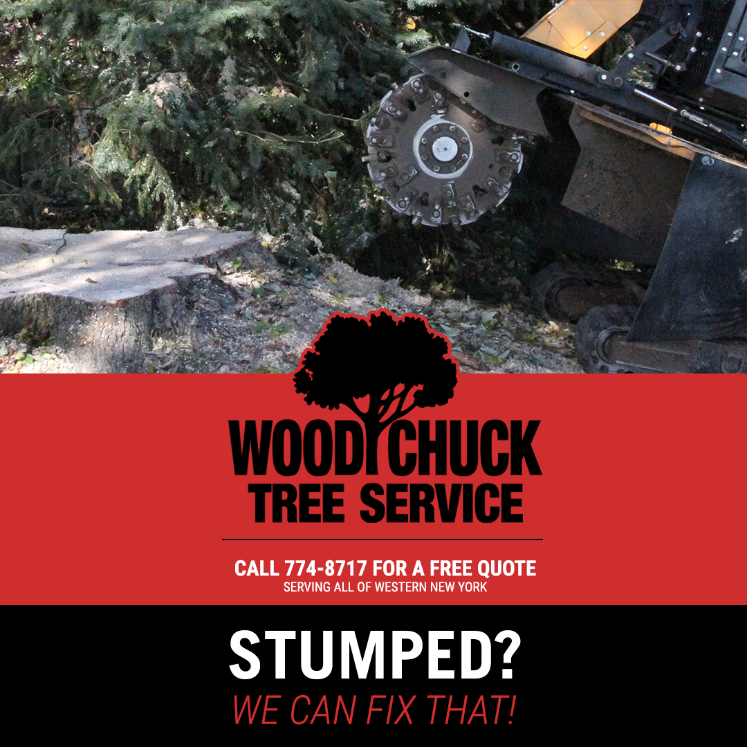 stumped-woodchuck-tree-service